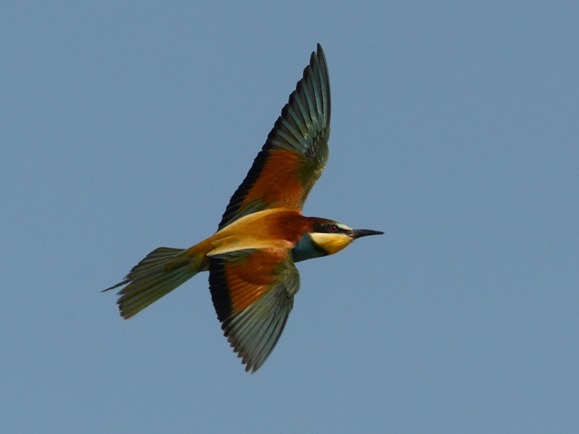 A European Bee-eater banks in flight